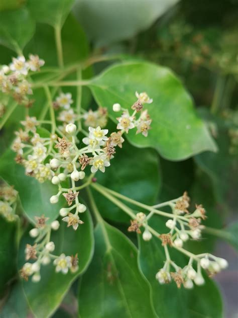 香樟花|香樟树的特点